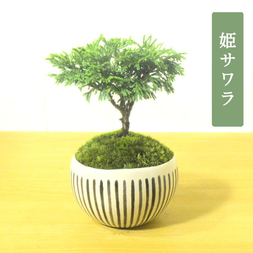 POTOCO 姫サワラ 椹 個性的 観葉植物 陶器鉢 盆栽 豆盆栽 小品