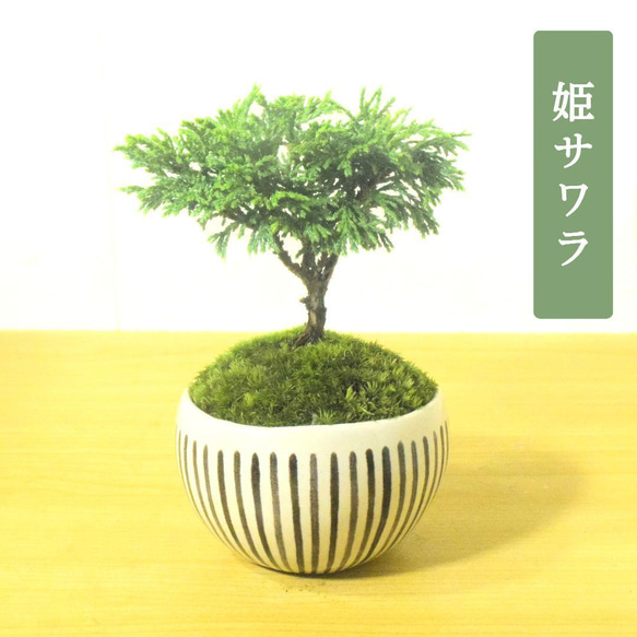 POTOCO 姫サワラ 椹 個性的 観葉植物 陶器鉢 盆栽 豆盆栽 小品