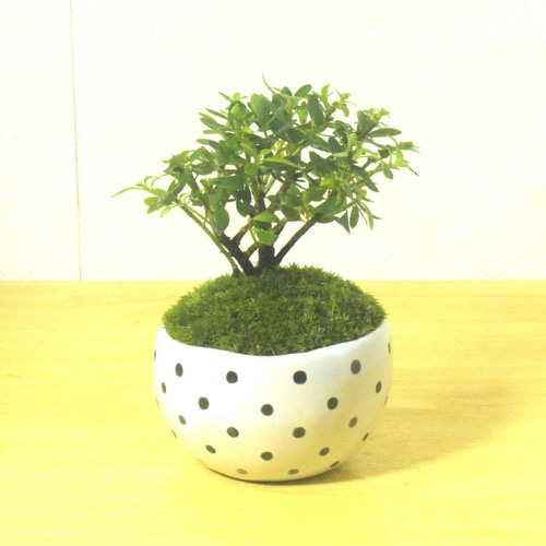 POTOCO 早乙女 サツキ さつき 観葉植物 陶器鉢 盆栽 豆盆栽 小品