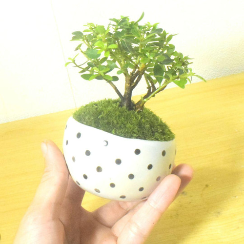 盆栽鉢　盆栽 楽天市場】盆栽 長寿梅 信楽焼つぼ鉢 ミニ盆栽 初心者 室内