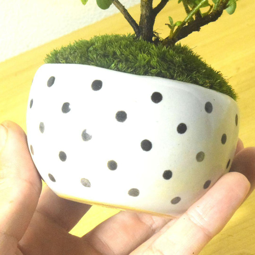 Youtubeショート商品登場　オベサ・群生　陶器鉢付　小品盆栽 Shohin Bonsai Masterpiece Exhibition 2025 Shopping Tour