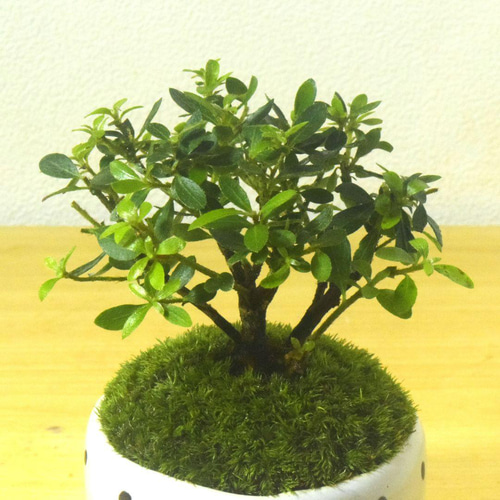 POTOCO 早乙女 サツキ さつき 観葉植物 陶器鉢 盆栽 豆盆栽 小品
