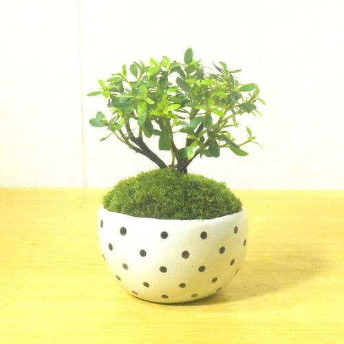 POTOCO 早乙女 サツキ さつき 観葉植物 陶器鉢 盆栽 豆盆栽 小品