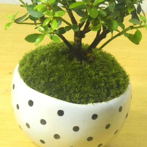 葵花口釉盆 多肉植物鉢 紫砂鉢 盆栽鉢 植木鉢 小品盆栽鉢 大品盆栽鉢 四方紫砂鉢 多肉植物鉢 紫砂鉢 盆栽鉢 植木鉢 小品盆栽鉢 大品