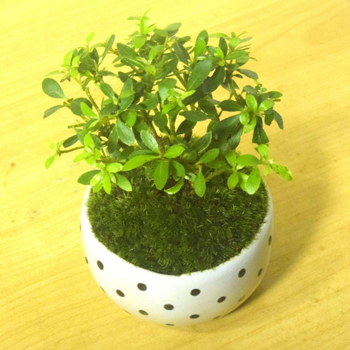 葵花口釉盆 多肉植物鉢 紫砂鉢 盆栽鉢 植木鉢 小品盆栽鉢 大品盆栽鉢 多肉植物鉢 紫砂鉢 盆栽鉢 植木鉢 小品盆栽鉢 大品盆栽鉢