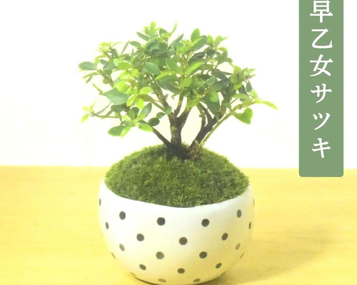 備前　小品盆栽鉢 楽天市場】盆栽鉢 「高山染付山水図長方鉢」 植木鉢 絵付鉢 作家