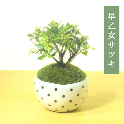 POTOCO 早乙女 サツキ さつき 観葉植物 陶器鉢 盆栽 豆盆栽 小品