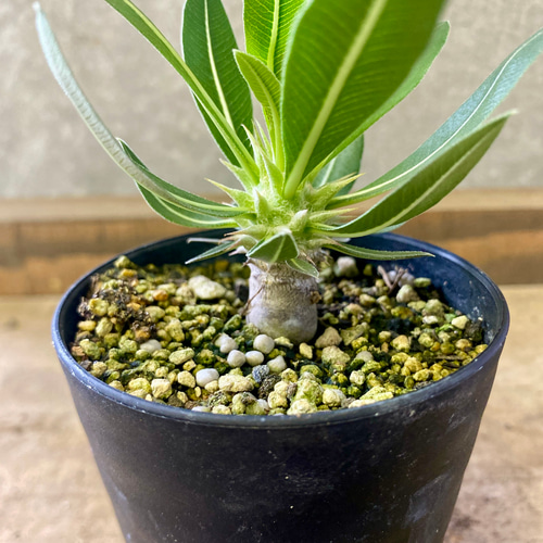 塊根植物 パキボディウム ホロンベンセ 多肉植物 plant life 通販