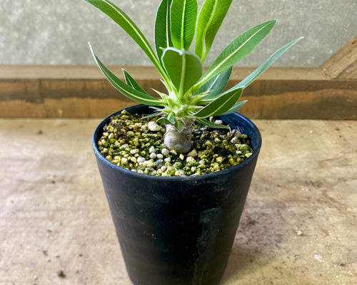 【Collection株】パキポディウムホロンベンセ 国内実生 塊根植物 多肉 園芸ネット本店｜パキポディウム：ホロンベンセ (実生株) 2.5号鉢植え 塊根植物・コーデックス