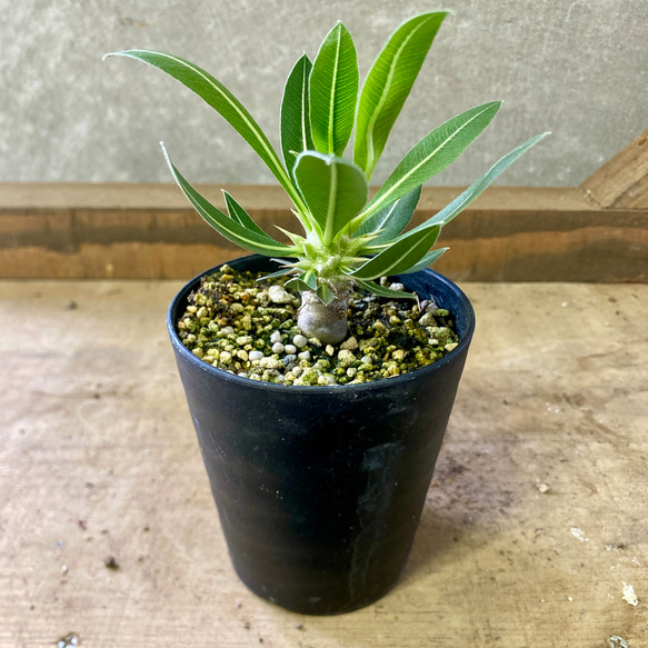 塊根植物 パキボディウム ホロンベンセ 多肉植物 plant life 通販