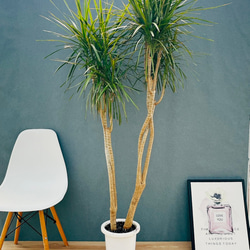 ［現品］18番　ドラセナ　コンシンネ　曲がり　8号　観葉植物　大型　室内 現品］18番 ドラセナ コンシンネ 曲がり 8号 観葉植物 大型 室内 プラ