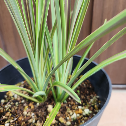 コルジリネ チョコレートミント 鉢植え 苗 ロックガーデン ドライ