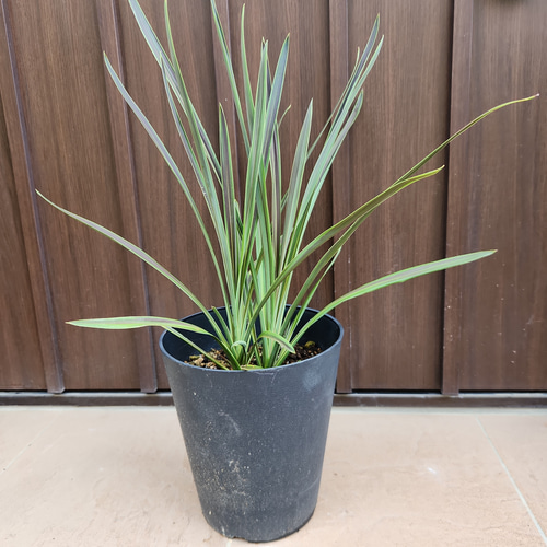 コルジリネ チョコレートミント 鉢植え 苗 ロックガーデン ドライ