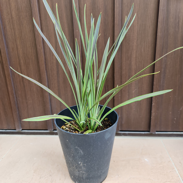 コルジリネ　チョコレートミント　希少な豪華株立ち コルジリネ チョコレートミント 希少な豪華株立ち