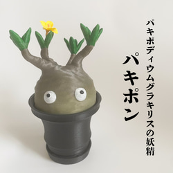 パキポディウムの番人】パキ坊 グラキリス 13現地球