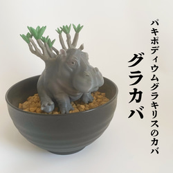 【パキポディウムの番人】パキ坊 グラキリス　12 現地球　ハンドメイド パキポディウムの番人】パキ坊 グラキリス 現地球 ハンドメイド