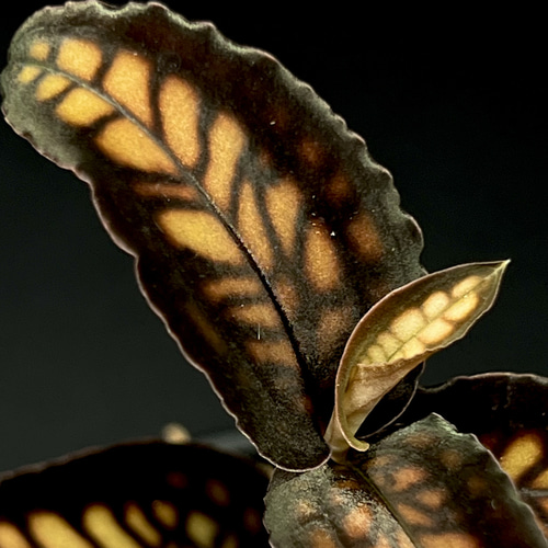 観葉植物】ジュエルオーキッド【シストーチス ステノグロッサ