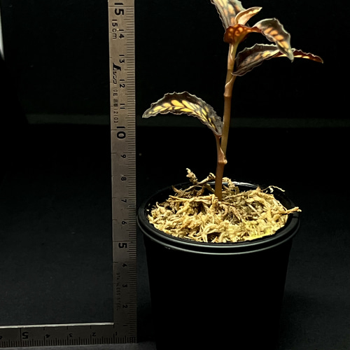 観葉植物】ジュエルオーキッド【シストーチス ステノグロッサ