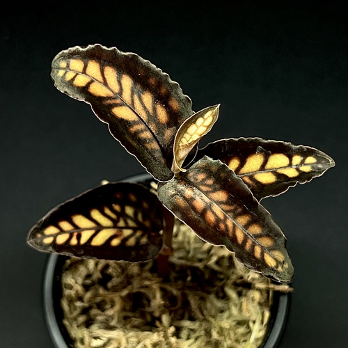 観葉植物】ジュエルオーキッド【シストーチス ステノグロッサ
