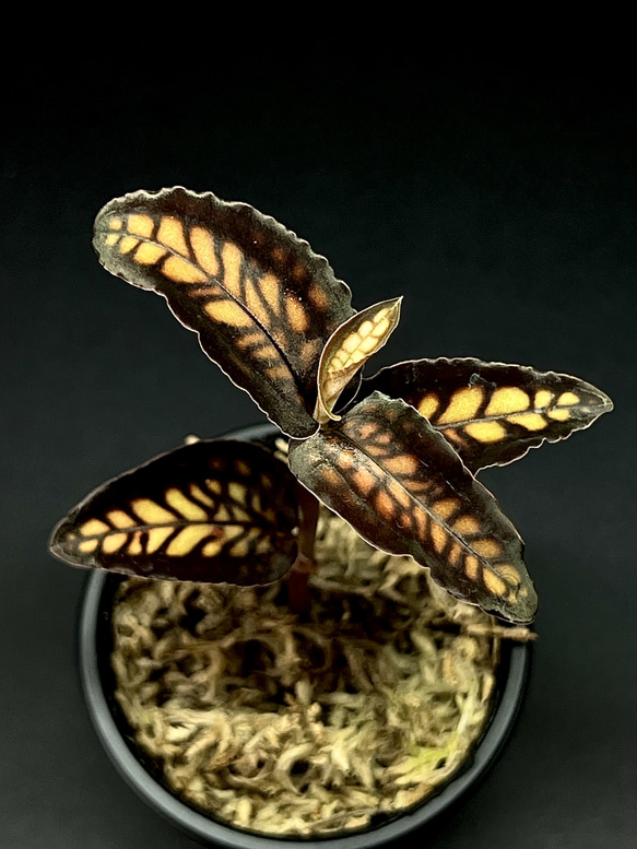 観葉植物】ジュエルオーキッド【シストーチス ステノグロッサ