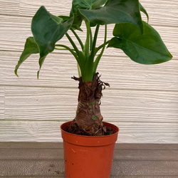 キング④　モンステラ　①ストレリチアオーガスタ2苗セット キング様専用④ モンステラ ①ストレリチアオーガスタ2苗セット