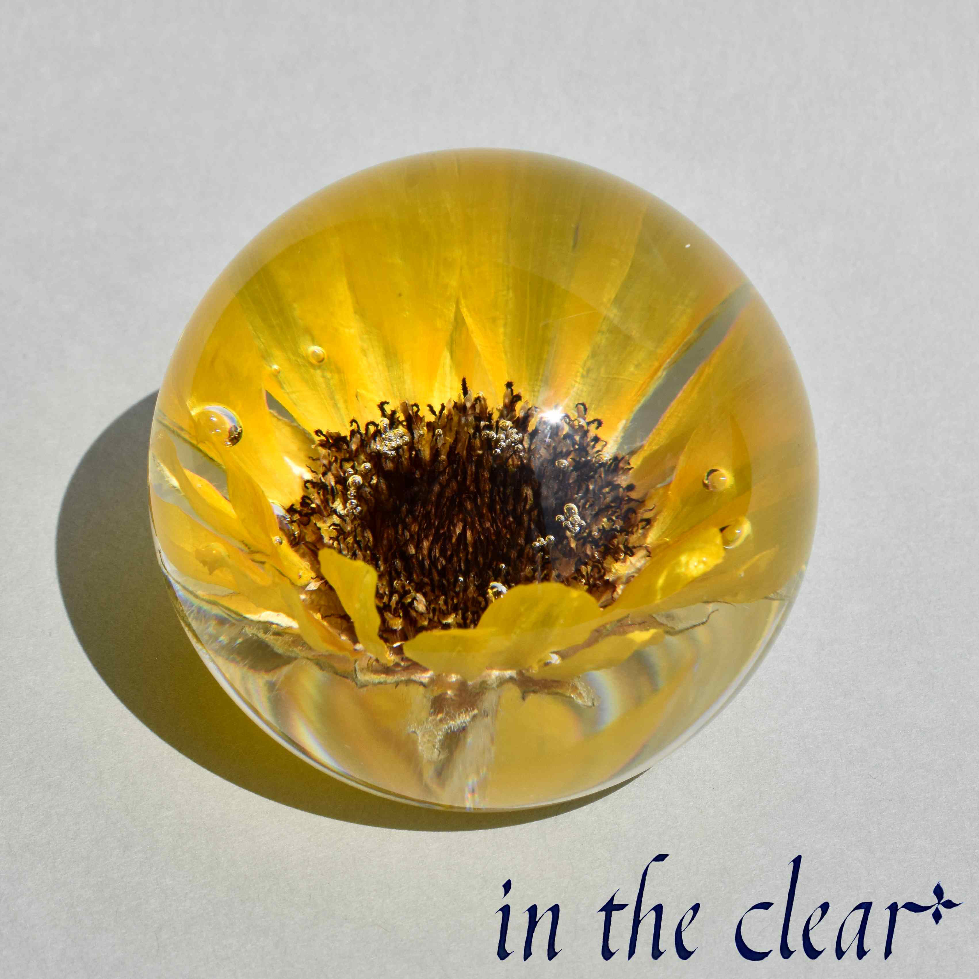 植物標本　ヒマワリ　黄色　レジン　６センチ球体