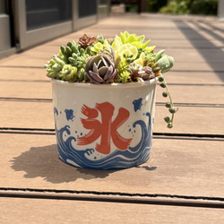 多肉植物 寄せ植え (⑅•͈૦•͈⑅).ᐟ.ᐟゴブレット 多肉植物 寄せ植え (⑅•͈૦•͈⑅).ᐟ.ᐟゴブレット 多肉植物 寄せ