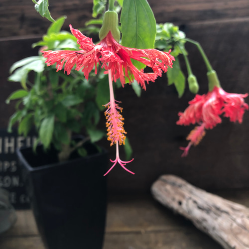 花　アートフラワーブーケ　アートフラワー　花　立体　ハイビスカス　ウリズン bush-f-2023.gif スタンド花