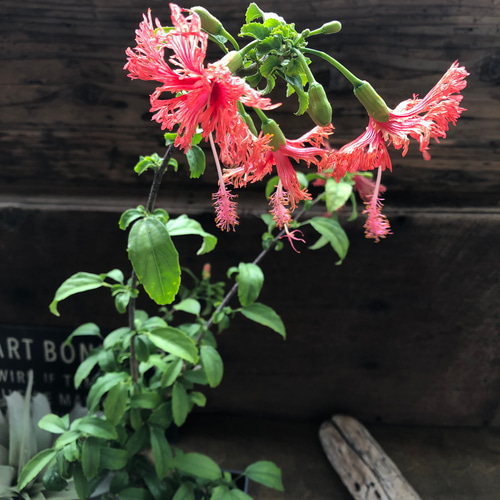 風鈴仏桑花♡ フウリンブッソウゲ♡ハイビスカス♡ガーデニング アート