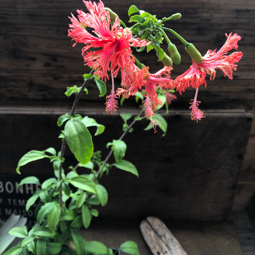 風鈴仏桑花♡ フウリンブッソウゲ♡ハイビスカス♡ガーデニング アート