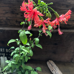 花　アートフラワーブーケ　アートフラワー　花　立体　ハイビスカス　ウリズン 風鈴仏桑花♡ フウリンブッソウゲ♡ハイビスカス♡ガーデニング アート