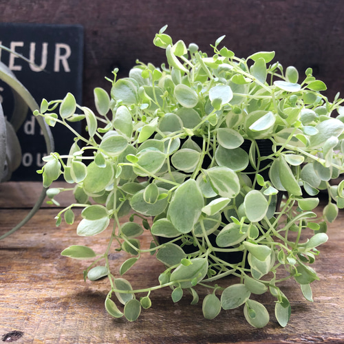 ポットごと 雪兎 斑入りサンデルシー 希少 斑入りスイカぺぺ ぺぺ