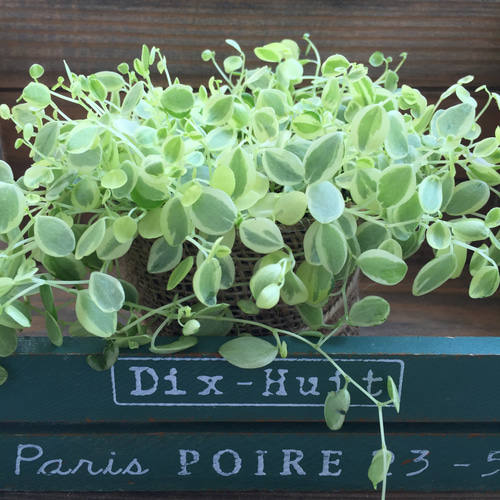 真亜子♡ペペロミア♡斑入り♡観葉植物♡インテリア アートフラワー