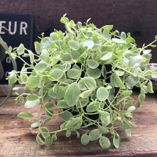 真亜子♡ペペロミア♡斑入り♡観葉植物♡インテリア アートフラワー