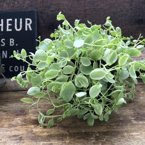 真亜子♡ペペロミア♡斑入り♡観葉植物♡インテリア アートフラワー