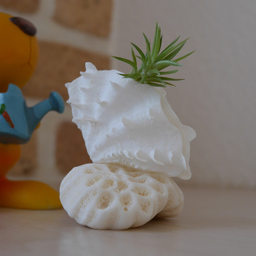 宮古島産 サンゴ&ヒレシャコ貝の赤ちゃんの置き物 エアープランツは