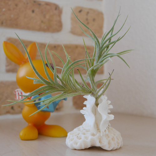 宮古島産 サンゴ&ヒレシャコ貝の赤ちゃんの置き物 エアープランツは