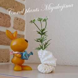 天然 サンゴ 置物 女 人 天然 サンゴ 置物 女 人 Amazon.co.jp: ALIWINER リアルな赤い