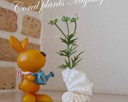 宮古島産 サンゴ&ヒレシャコ貝の赤ちゃんの置き物 エアープランツは