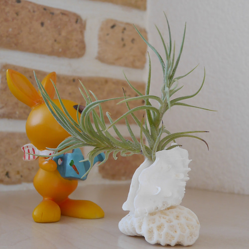 宮古島産 サンゴ&ヒレシャコ貝の赤ちゃんの置き物 エアープランツは