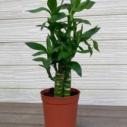 ストレリチア オーガスタ 2株まとめてセット ☆観葉植物