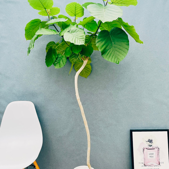 フィカス ウンベラータ 曲がり 2 フィカスウンベラータ 曲がり 大鉢