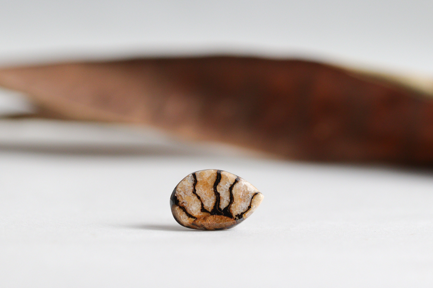 K14｜Fossilia｜アンモナイトのシングルスタッドピアス（片耳）A