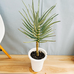 ［現品］100番　エスキナンサス　ラディカンス　5号　観葉植物　室内　吊り下げ 現品］100番 エスキナンサス ラディカンス 5号 観葉植物 室内