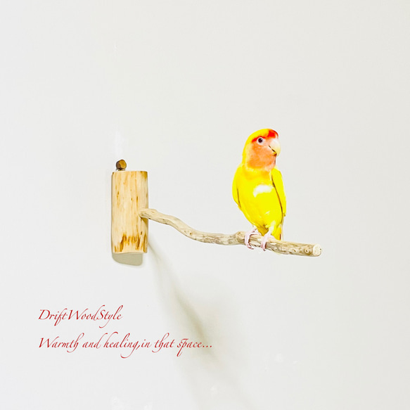 流木インテリア 40ｃｍの流木枝を使った小鳥の止まり木 インコの壁掛けパーチ ピン止めタイプ ビス止め変更可 N1 2枚目の画像