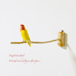 流木インテリア 40ｃｍの流木枝を使った小鳥の止まり木 インコの壁掛けパーチ ピン止めタイプ ビス止め変更可 N1 4枚目の画像