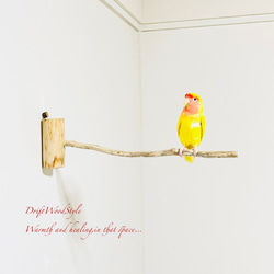 流木インテリア 40ｃｍの流木枝を使った小鳥の止まり木 インコの壁掛けパーチ ピン止めタイプ ビス止め変更可 N1 1枚目の画像