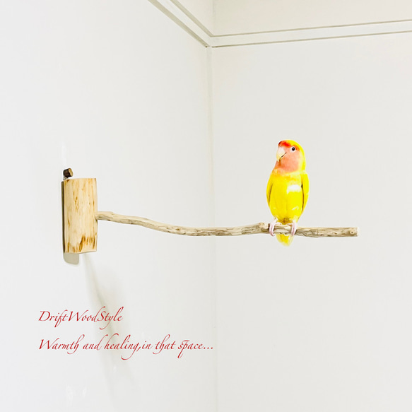 流木インテリア 40ｃｍの流木枝を使った小鳥の止まり木 インコの壁掛けパーチ ピン止めタイプ ビス止め変更可 N1 1枚目の画像