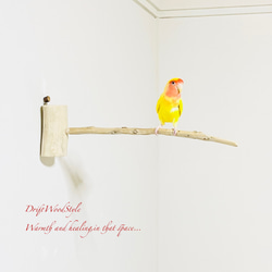 流木インテリア 40ｃｍの流木枝を使った小鳥の止まり木 インコの壁掛けパーチ ピン止めタイプ ビス止め変更可 N3 1枚目の画像