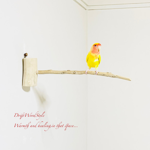 流木インテリア 40ｃｍの流木枝を使った小鳥の止まり木 インコの壁掛けパーチ ピン止めタイプ ビス止め変更可 N3 1枚目の画像
